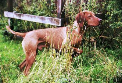 Image of Galfrid Kurt