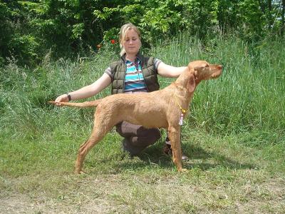 Image of Zöldmáli Nimfa