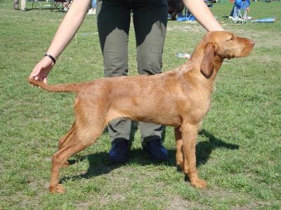 Image of Zöldmáli Jacint at Cragvallie