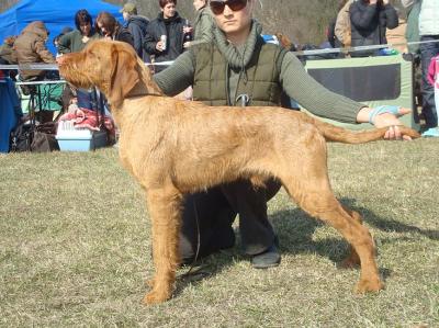 Image of Zöldmáli Serény