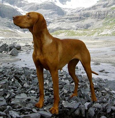 Image of Vad-Agyar Madar