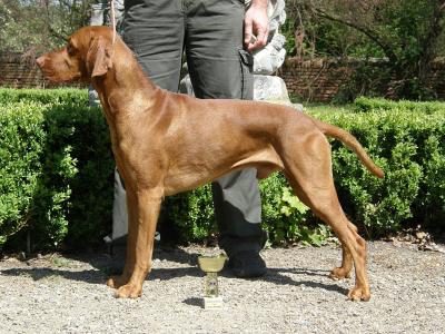 Image of Glen z Panských lesú