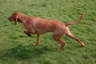 Image of Betyar (LOSH)