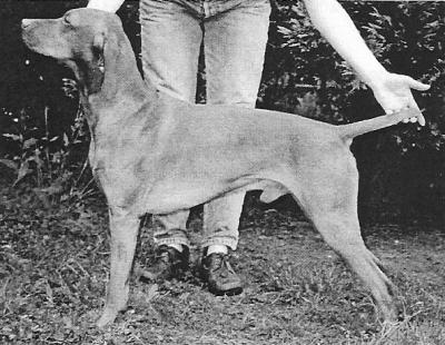 Image of Szolnoki Kifli