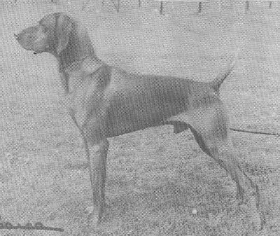 Image of Gamelands Zorro