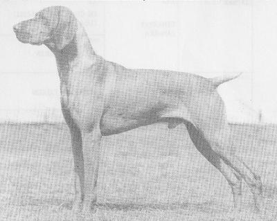 Image of Russetmantle Paris