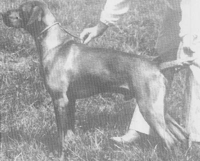 Image of Russetmantle Jake of Asquanne