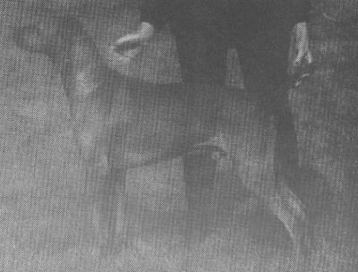 Image of Russetmantle Finch of Gunalt