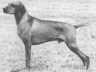 Image of Stregaya Fleet