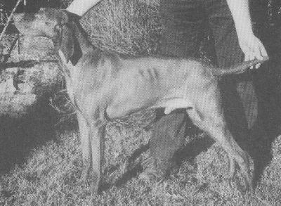 Image of Tasairgid Pure Genius at Drevamhor