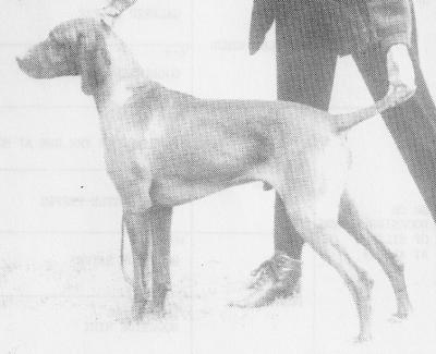 Image of Szolnoki Zacasher by Pitswarren