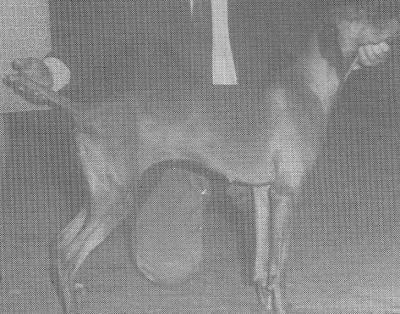 Image of Swanside Czarina