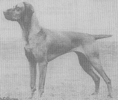 Image of Russetmantle Quire of Tasairgid