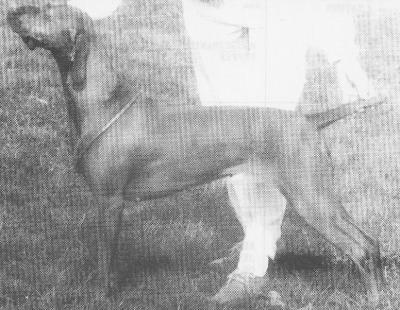 Image of Russetmantle Ember