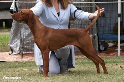 Image of Graebrook Superstition