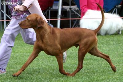 Image of Hanafor Tiella Tempest