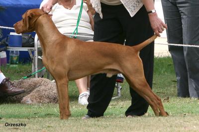 Image of Kenazorora The Sun King