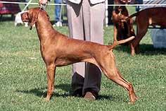 Image of Hanafor Ysabeau Elyot