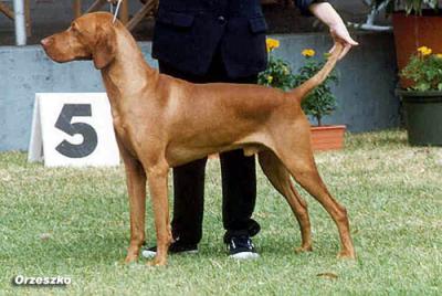 Image of Gardenway Glint Of Gold