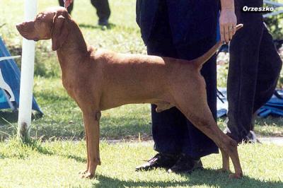 Image of Ciganyoz Key Largo (AI)