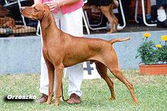 Image of Hanafor Master Callaway