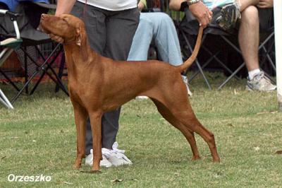 Image of Bokezu Ruadhan Lasairfhiona