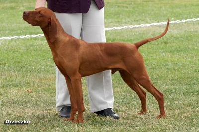 Image of Graebrook Withoutremorse