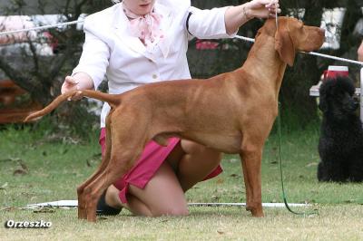 Image of Kimlise Sahara Gold