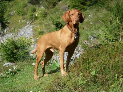 Image of Luxatori Elmes