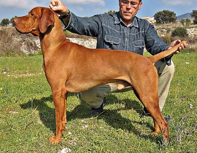 Image of Oroshaza Zarri