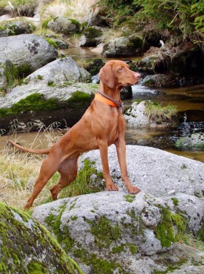 Image of Bona z Králova dvora