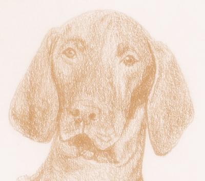 Image of Vadászpajtás Kirra-Lycisce