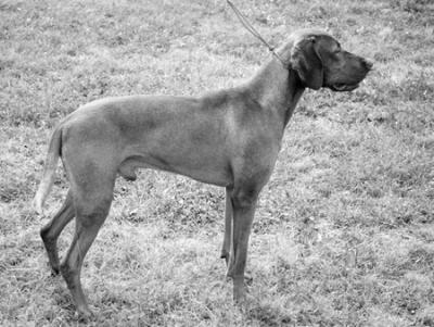 Image of Henry z Cernopladu