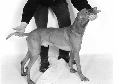 Image of Cir z Vlci hráze