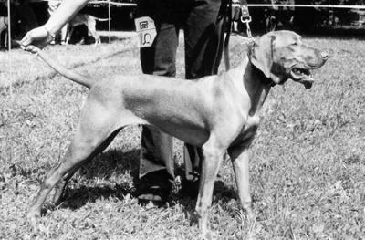 Image of Axa z Blanenských lesu