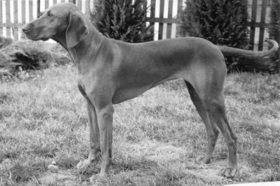 Image of Astra Danúbius