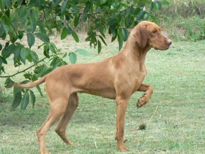 Image of Magyarkúti Édes