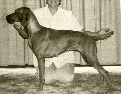 Image of Gardenway Crackling Rosie of Kizvarda