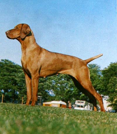 Image of Russetmantle Sage