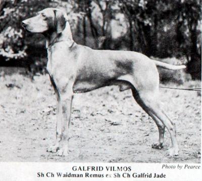 Image of Galfrid Vilmos