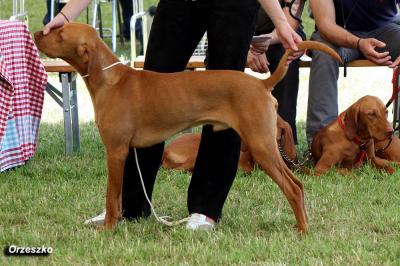 Image of Janosch vom Herzen des Wulkatals