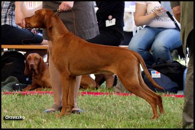 Image of Malomközi Hunor