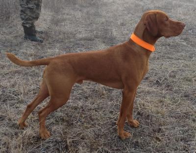 Image of Atos Artemis Morávia