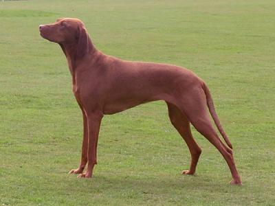 Image of Basha Bell od Kremence