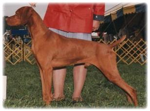 Image of Dirigo Gambler's Marker