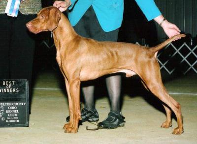 Image of Paradox Step N Out