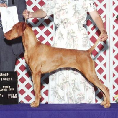 Image of Paradox Dances With Birds