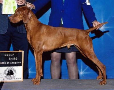 Image of Paradox Glorybound Brok