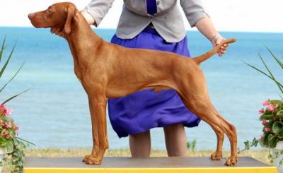 Image of Paradox Return Of The King