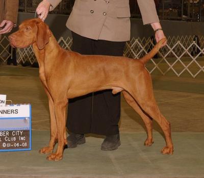 Image of Magyar Delta Dezso